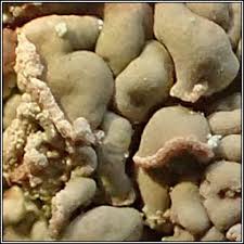 Attēlu rezultāti vaicājumam “Hypocenomyce scalaris”