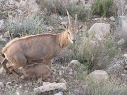 Attēlu rezultāti vaicājumam “Capra juvenile”