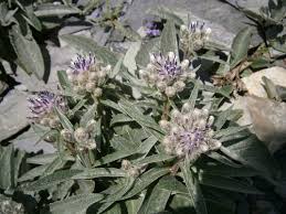 Attēlu rezultāti vaicājumam “Saussurea esthonica flower”