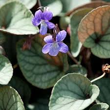 Attēlu rezultāti vaicājumam “Viola x williamsii flower”