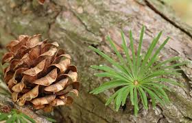 Attēlu rezultāti vaicājumam “Larix kaempferi leaf”