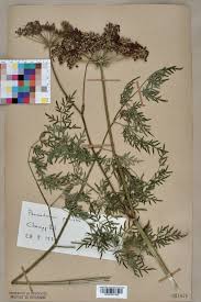 Attēlu rezultāti vaicājumam “Peucedanum palustre”