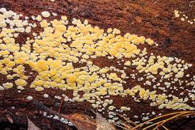 Attēlu rezultāti vaicājumam “Aleurodiscus amorphus”