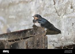 Attēlu rezultāti vaicājumam “Hirundo rustica juvenile”
