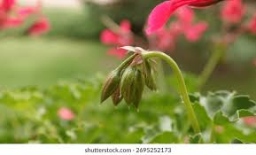 Attēlu rezultāti vaicājumam “Geranium pratense bud”