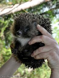 Attēlu rezultāti vaicājumam “Erinaceus roumanicus”