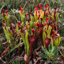 Attēlu rezultāti vaicājumam “Cystiphora sanguinea”