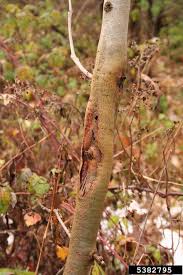Attēlu rezultāti vaicājumam “Hymenoscyphus fraxineus”