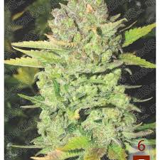 Resultado de imagen para la marihuana channel