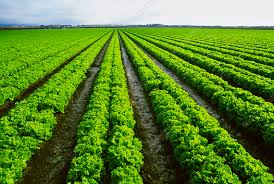 Attēlu rezultāti vaicājumam “Lactuca sativa”