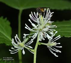 Attēlu rezultāti vaicājumam “Actaea spicata flower”