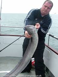 Image result for Conger conger