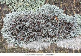 Attēlu rezultāti vaicājumam “Physcia aipolia”