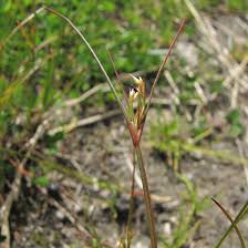 Attēlu rezultāti vaicājumam “Juncus squarrosus fruit”