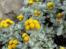Attēlu rezultāti vaicājumam “Helichrysum arenarium bud”
