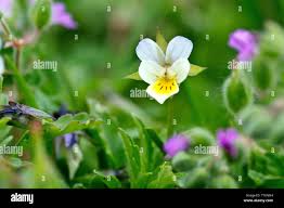 Attēlu rezultāti vaicājumam “Viola arvensis flower”