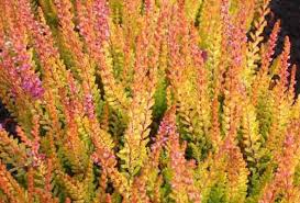 Attēlu rezultāti vaicājumam “Calluna vulgaris fruit”