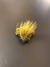 Attēlu rezultāti vaicājumam “Pogonatum dentatum macro”