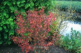 Attēlu rezultāti vaicājumam “Euonymus europaeus”