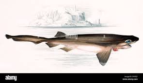 Image result for Hexanchus griseus