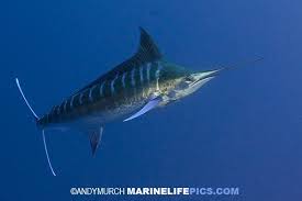 Image result for Makaira nigricans