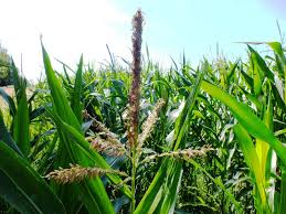 Attēlu rezultāti vaicājumam “Zea mays”