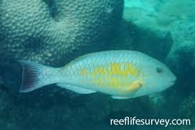 Image result for Sparisoma amplum