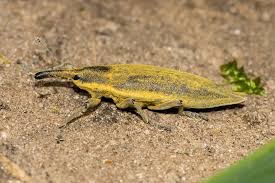 Attēlu rezultāti vaicājumam “Lixus iridis”