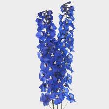 Image result for Delphinium