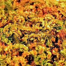 Attēlu rezultāti vaicājumam “Lophozia longiflora”