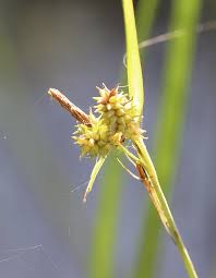 Attēlu rezultāti vaicājumam “Carex viridula”