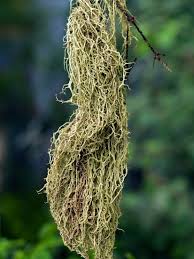 Attēlu rezultāti vaicājumam “Evernia divaricata”