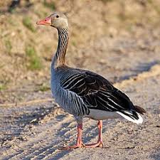 Attēlu rezultāti vaicājumam “Anser anser”