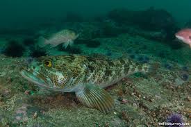 Image result for Ophiodon elongatus