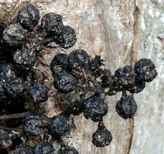 Attēlu rezultāti vaicājumam “Phellodendron amurense fruit”