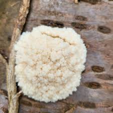 Attēlu rezultāti vaicājumam “Reticularia lycoperdon young”