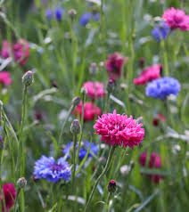 Image result for Centaurea cyanus