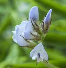 Attēlu rezultāti vaicājumam “Vicia hirsuta flower”