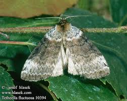 Attēlu rezultāti vaicājumam “Tetheella fluctuosa”