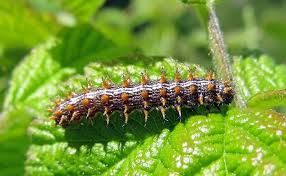 Attēlu rezultāti vaicājumam “Brenthis daphne underside”