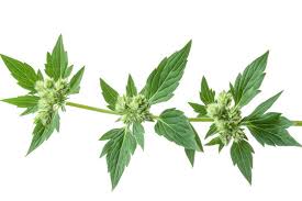 Attēlu rezultāti vaicājumam “Leonurus cardiaca leaf”