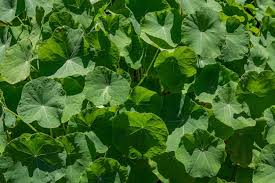 Attēlu rezultāti vaicājumam “Tropaeolum majus leaf”