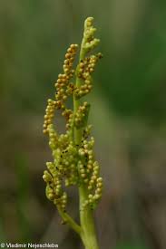 Attēlu rezultāti vaicājumam “Botrychium multifidum”