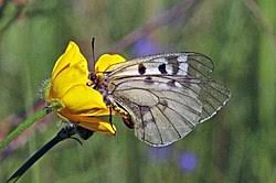 Attēlu rezultāti vaicājumam “Parnassius mnemosyne underside”