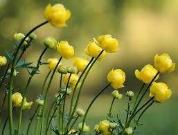 Attēlu rezultāti vaicājumam “Trollius europaeus flower”