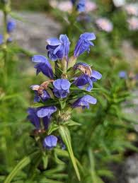 Attēlu rezultāti vaicājumam “Dracocephalum ruyschiana fruit”