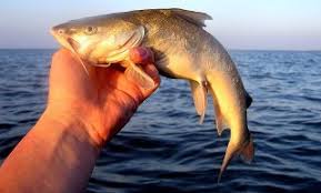 Image result for Ariopsis felis