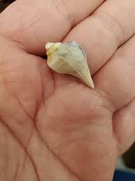 Image result for Sinistrofulgur perversum