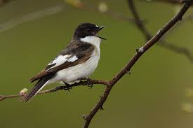 Attēlu rezultāti vaicājumam “Ficedula hypoleuca male”