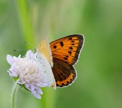 Attēlu rezultāti vaicājumam “Lycaena dispar female”